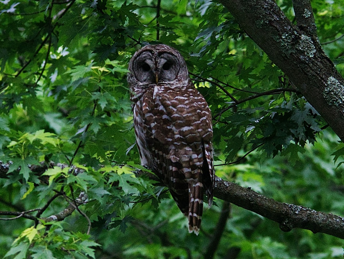 Barred Owl - ML619790892