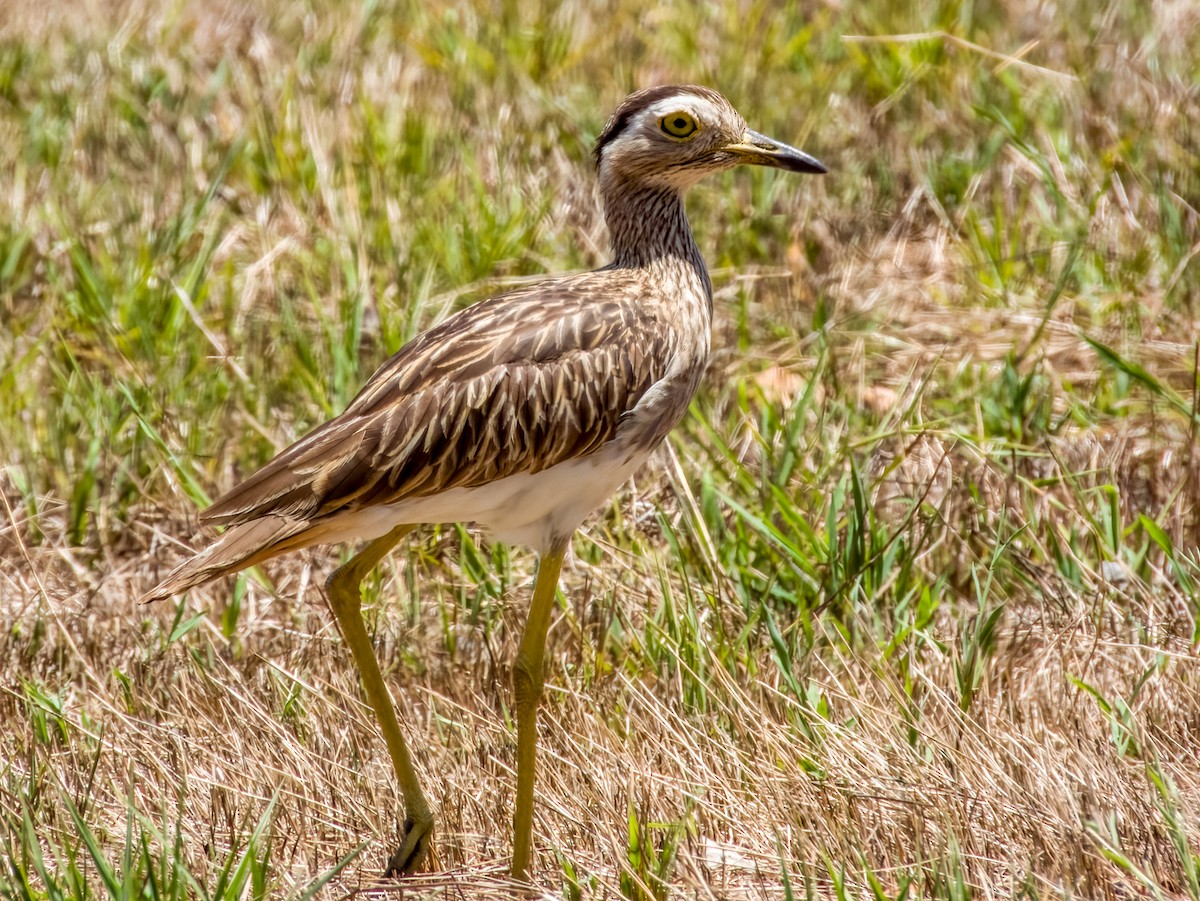 Double-striped Thick-knee - ML619790893