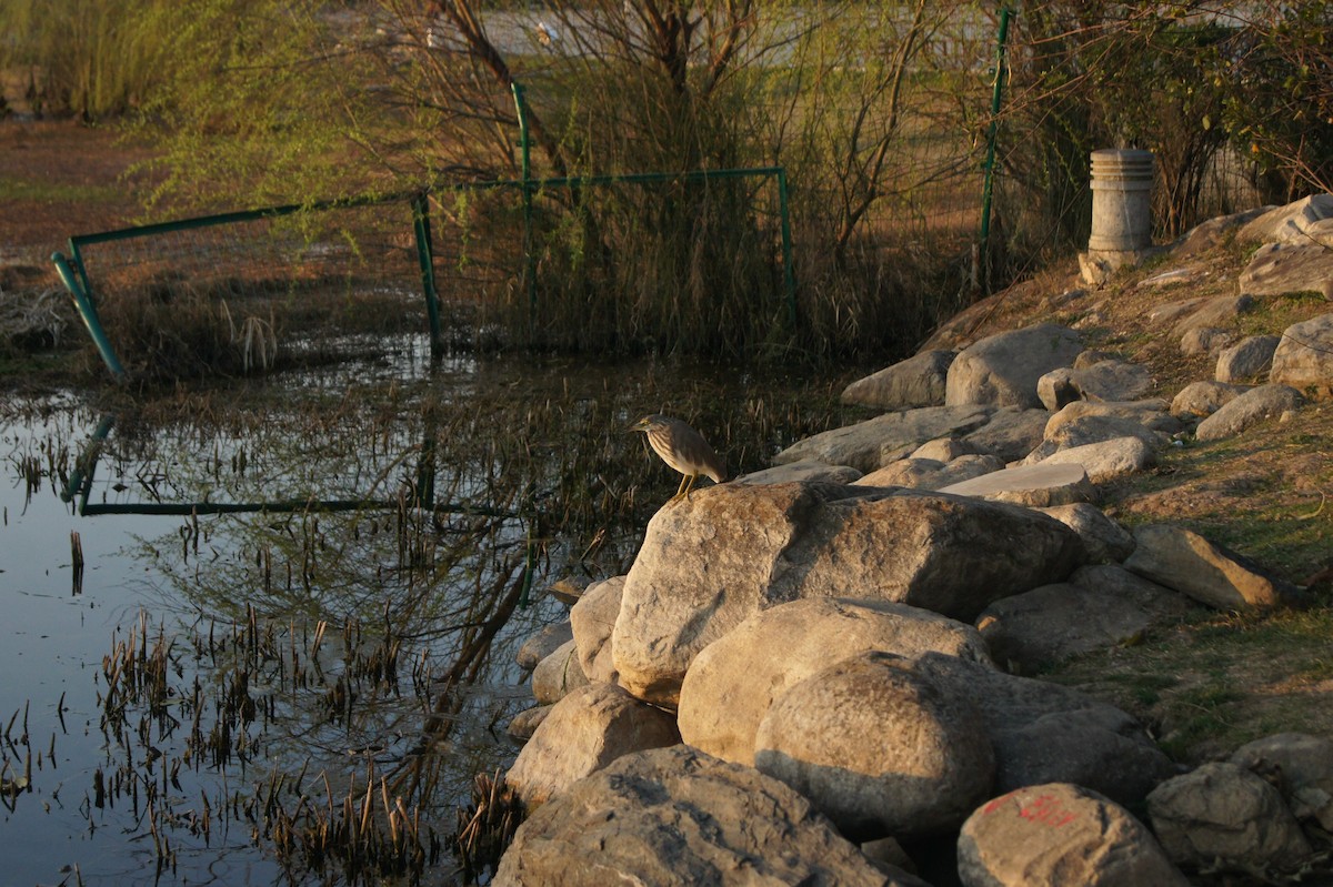 Chinese Pond-Heron - ML619790898