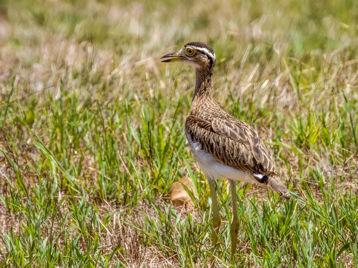 Double-striped Thick-knee - ML619790900
