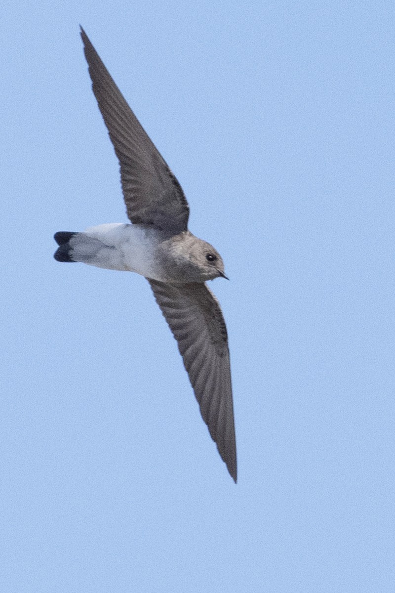 Northern Rough-winged Swallow - ML619790901