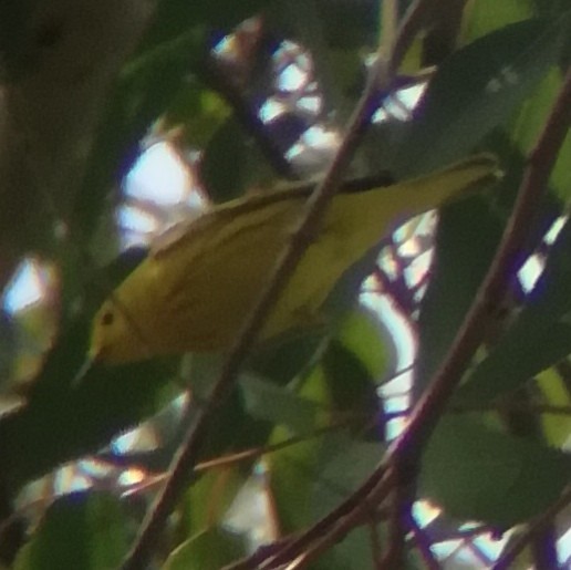 Yellow Warbler (Northern) - ML619790977