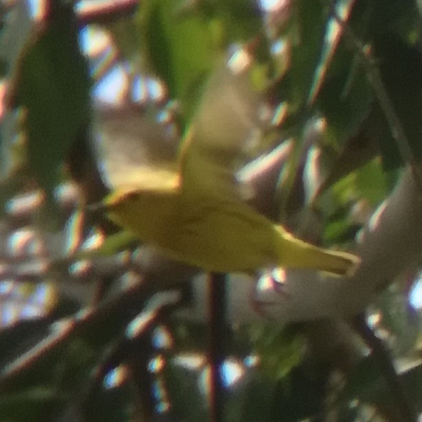 Yellow Warbler (Northern) - ML619790979