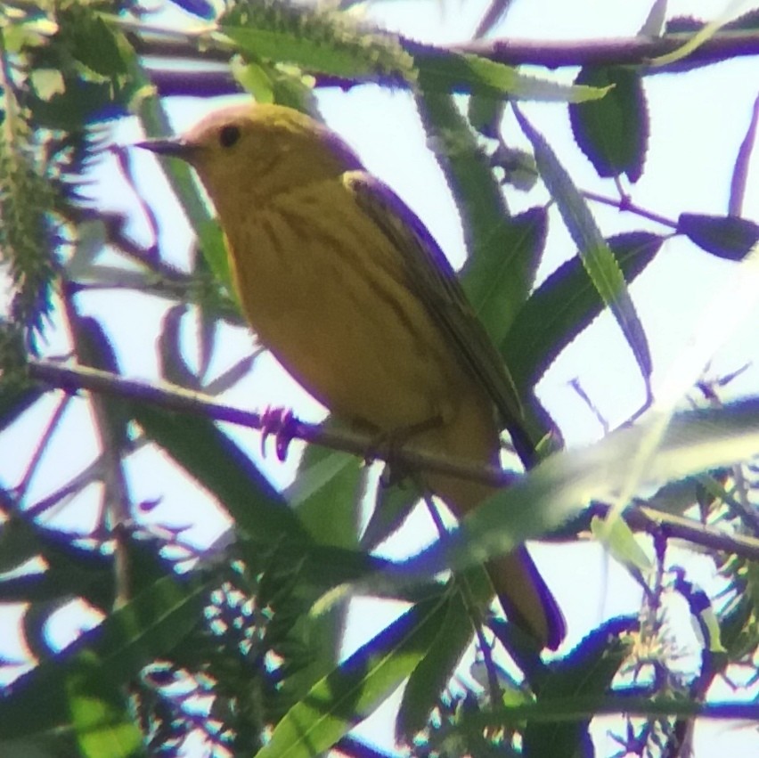 Yellow Warbler (Northern) - ML619790982