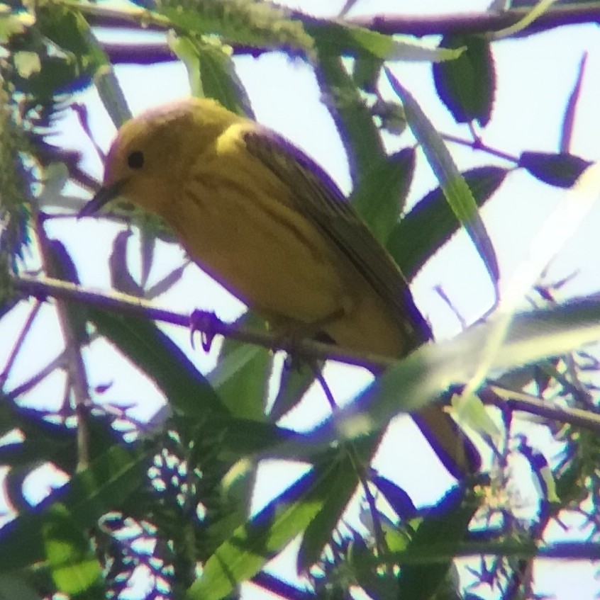Yellow Warbler (Northern) - ML619790991