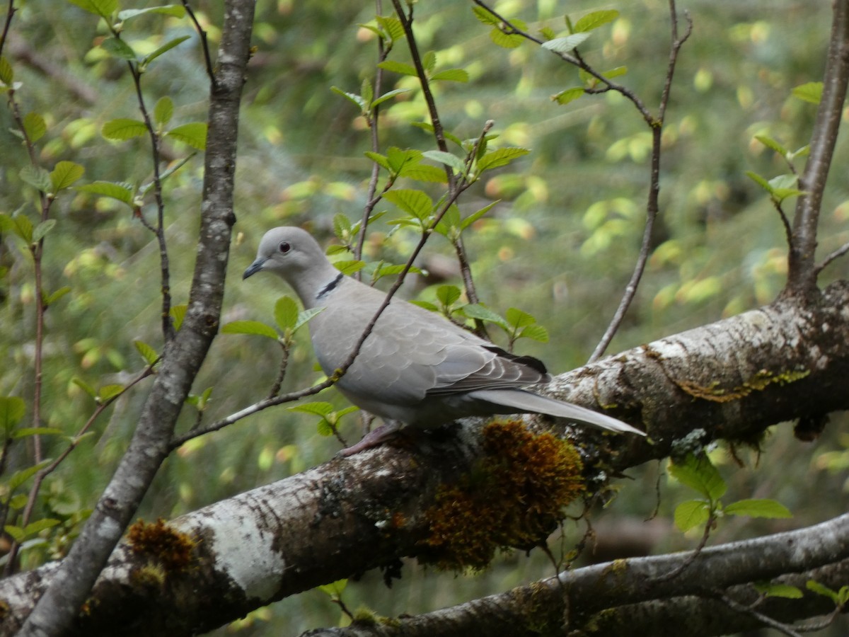 Eurasian Collared-Dove - ML619791034