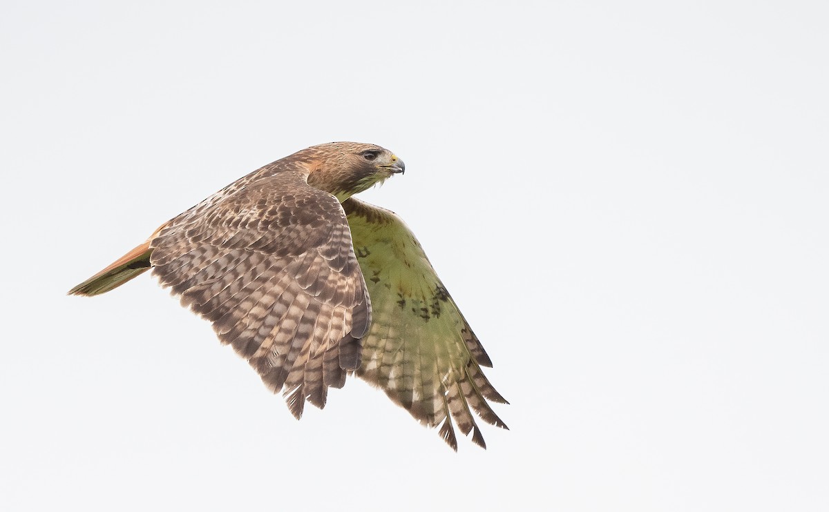 Red-tailed Hawk - ML619791039