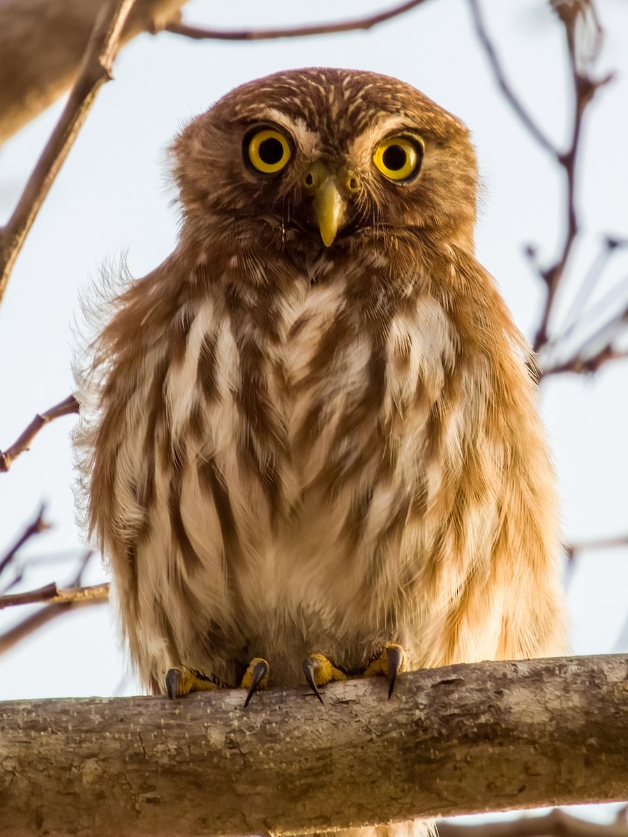 Ferruginous Pygmy-Owl - ML619791040