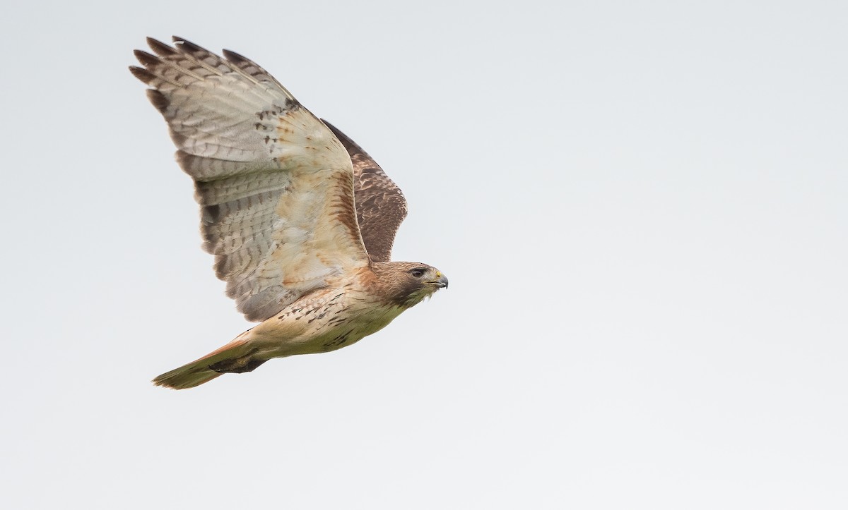 Red-tailed Hawk - ML619791043