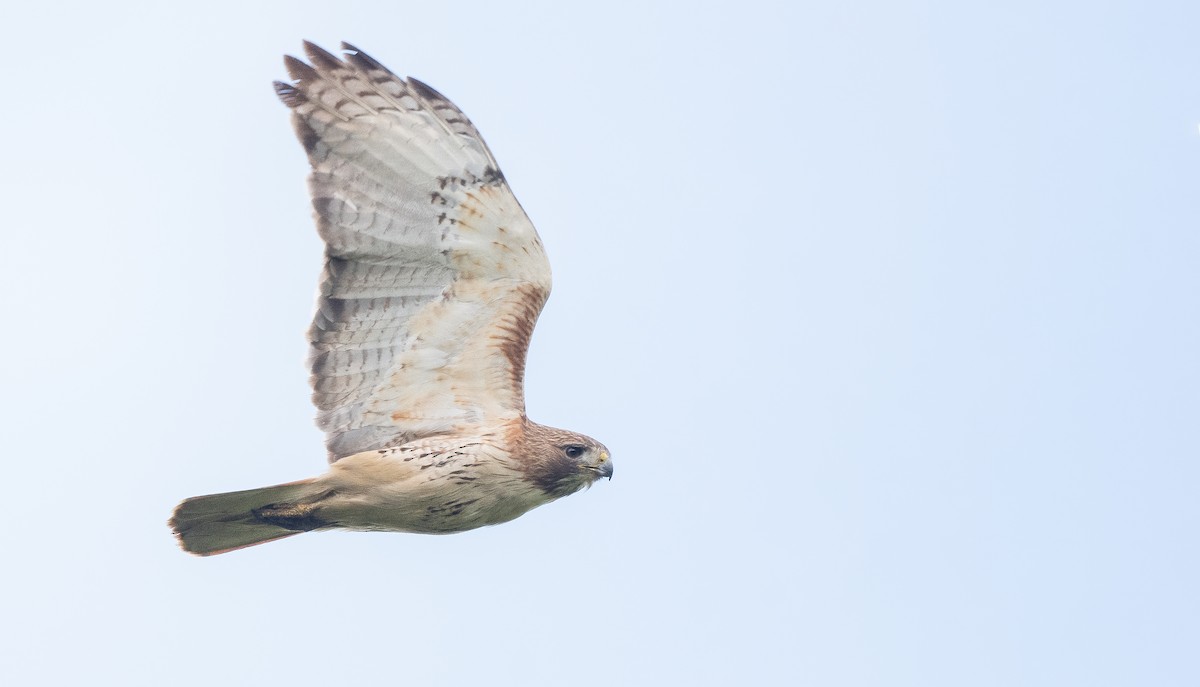 Red-tailed Hawk - ML619791047