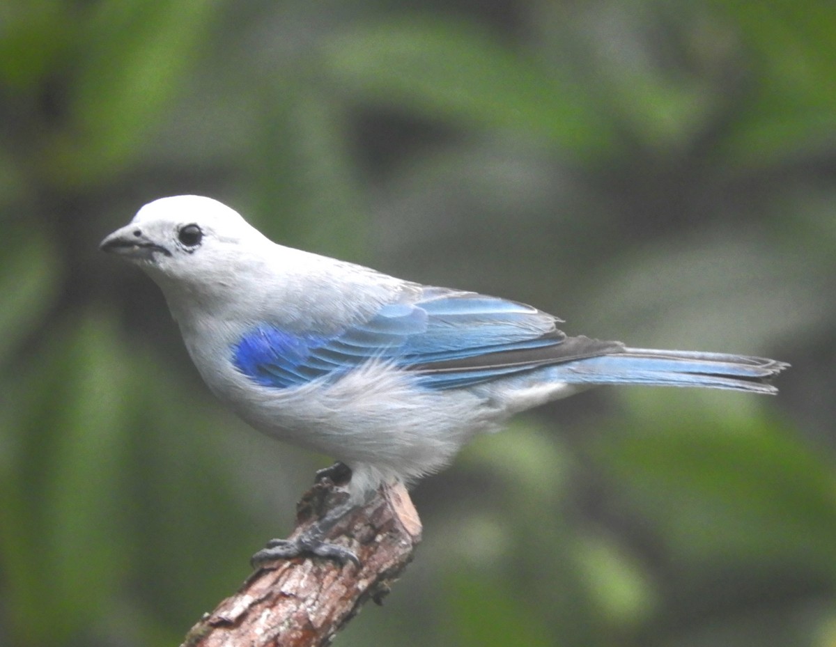 Blue-gray Tanager - ML619791067