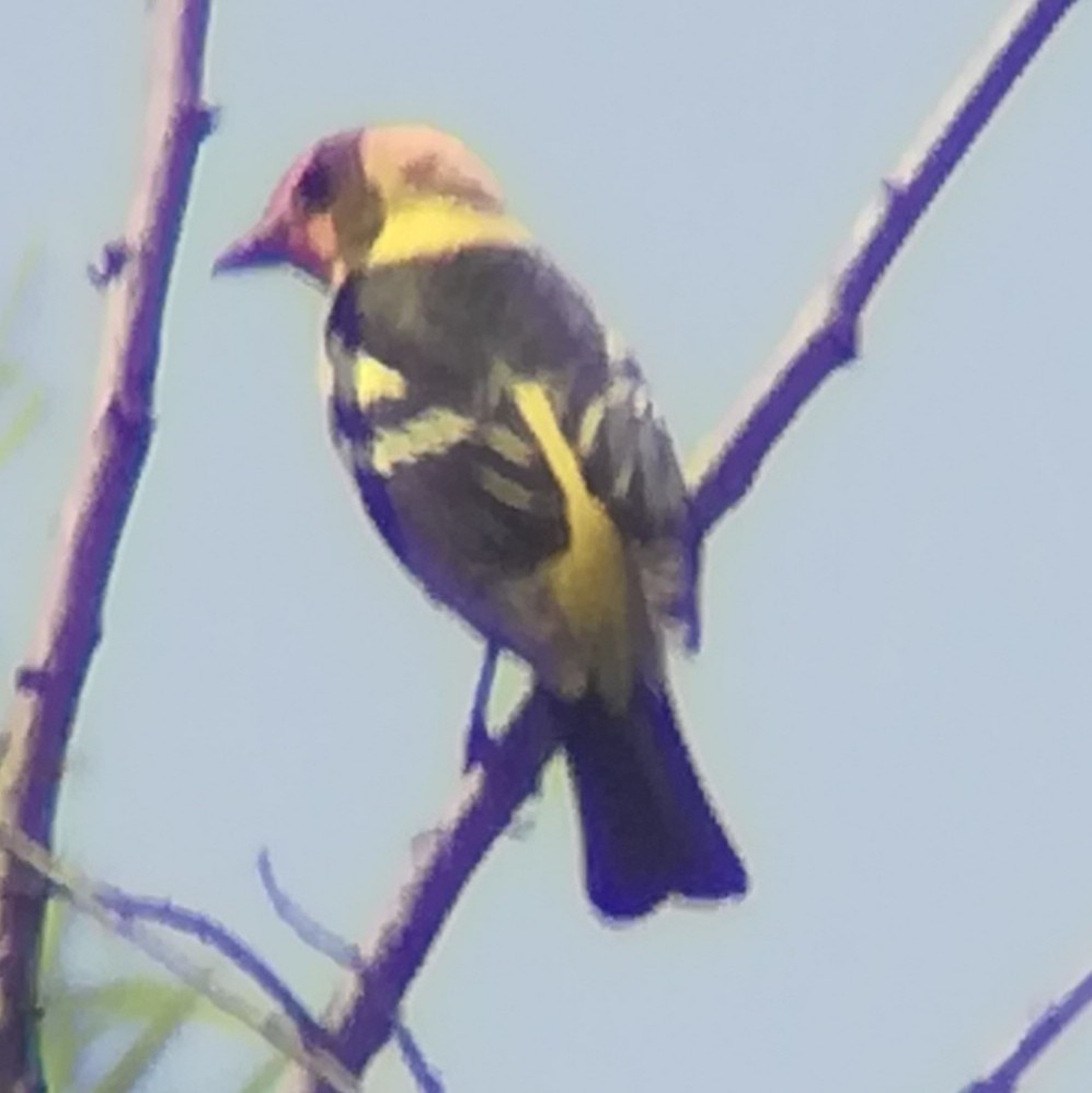 Western Tanager - ML619791122