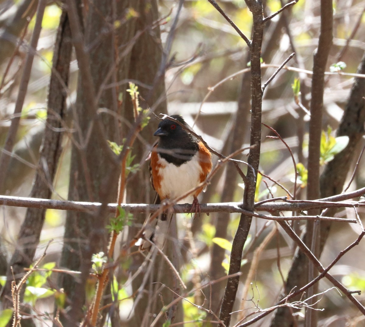 Spotted Towhee - ML619791217