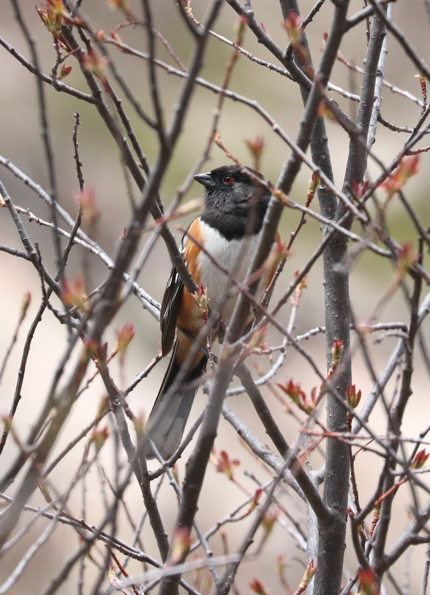 Spotted Towhee - ML619791218