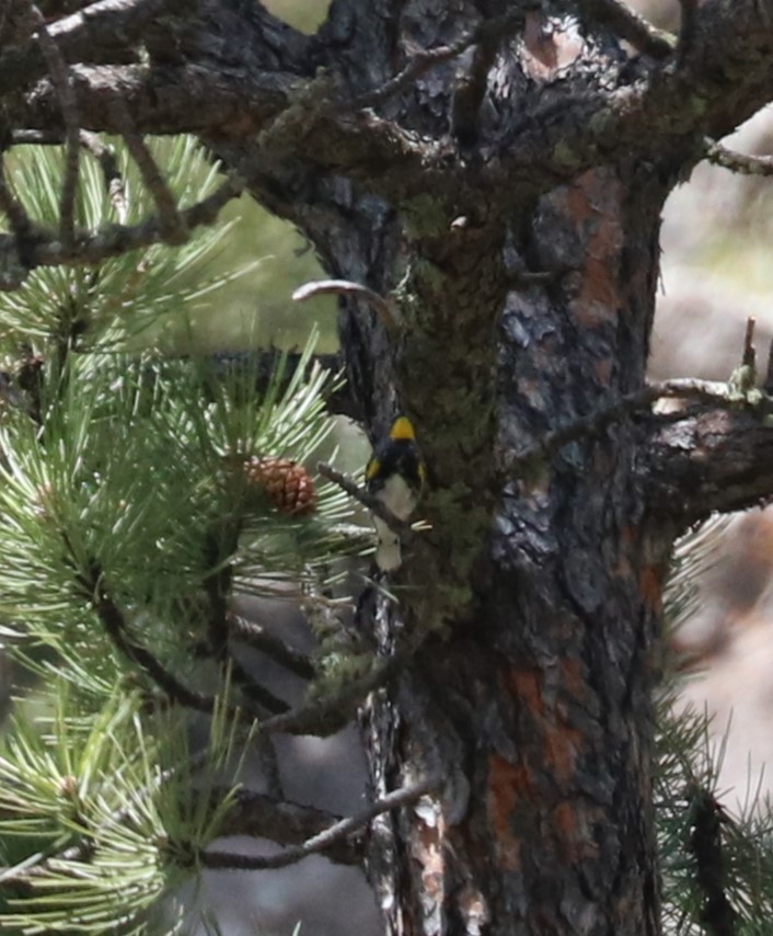 Yellow-rumped Warbler (Audubon's) - ML619791226