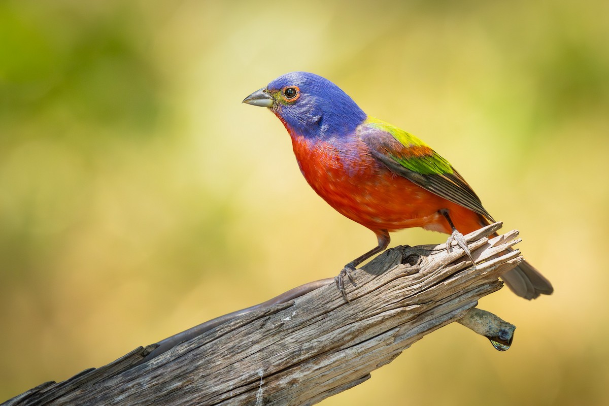 Painted Bunting - ML619791301