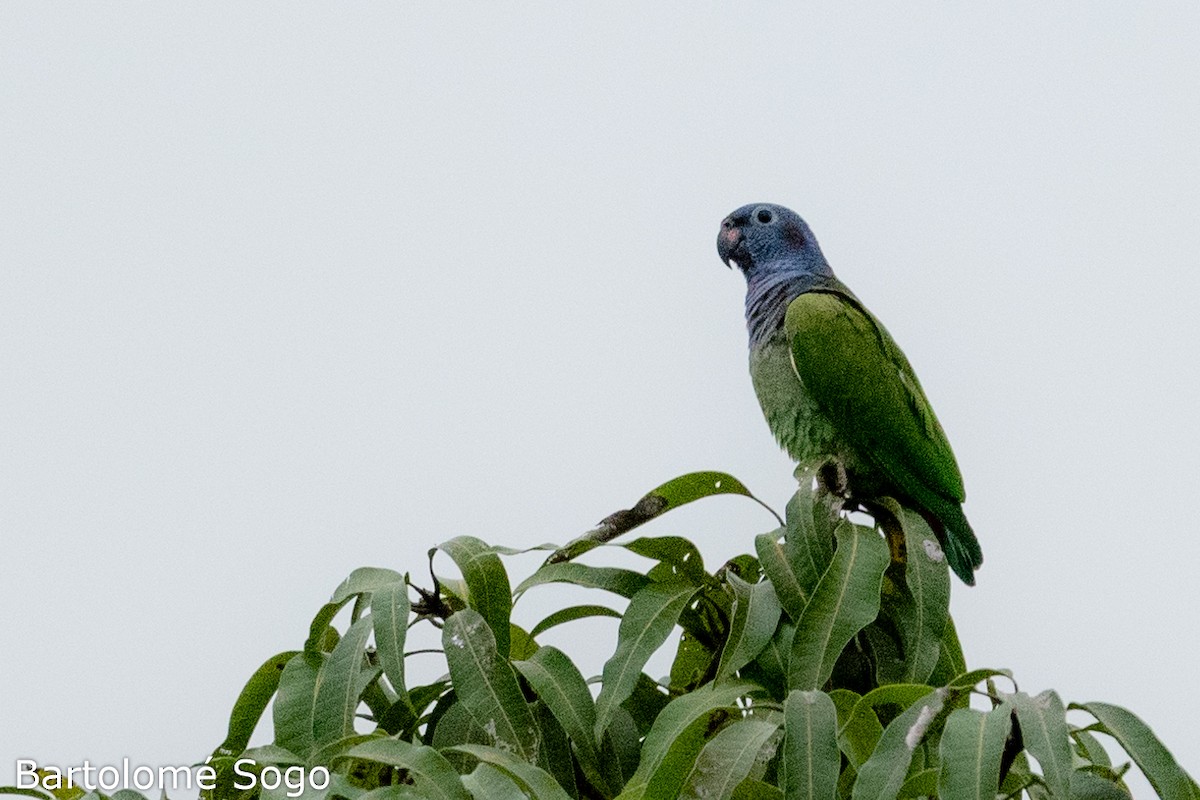 Blue-headed Parrot - ML619791337