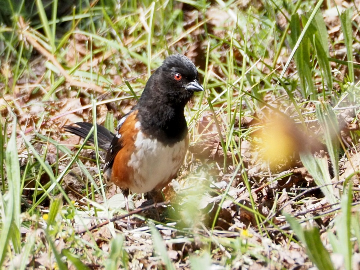 Spotted Towhee - ML619791341