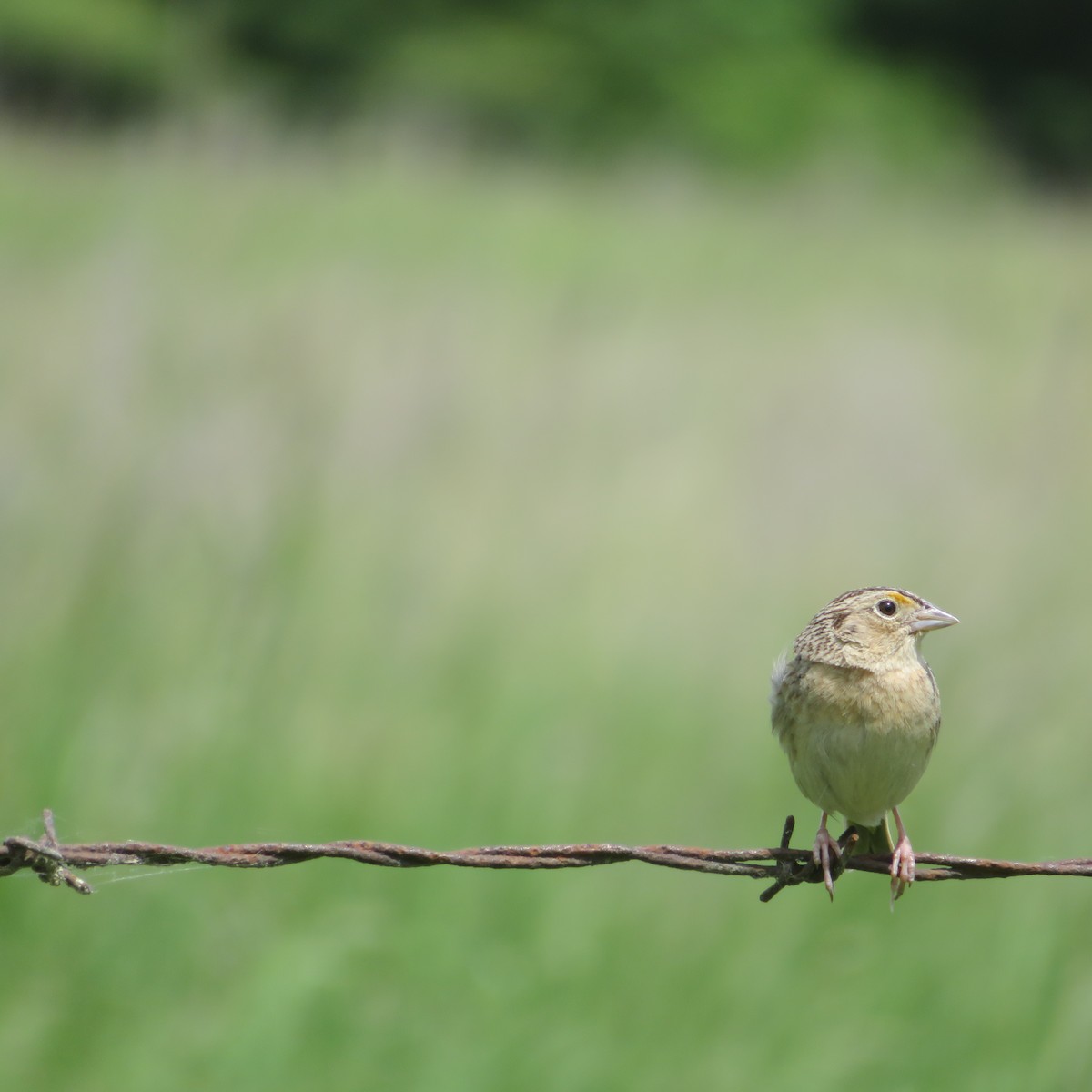 Grasshopper Sparrow - ML619791343