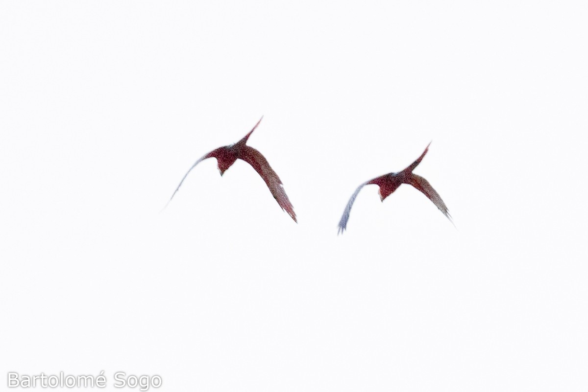Scarlet Macaw - ML619791346