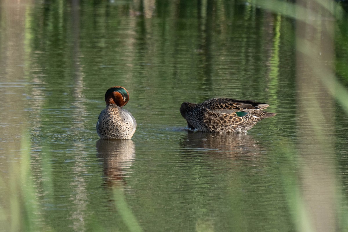 Green-winged Teal - ML619791348