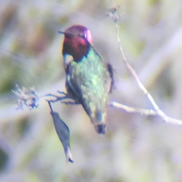 Anna's Hummingbird - ML619791476
