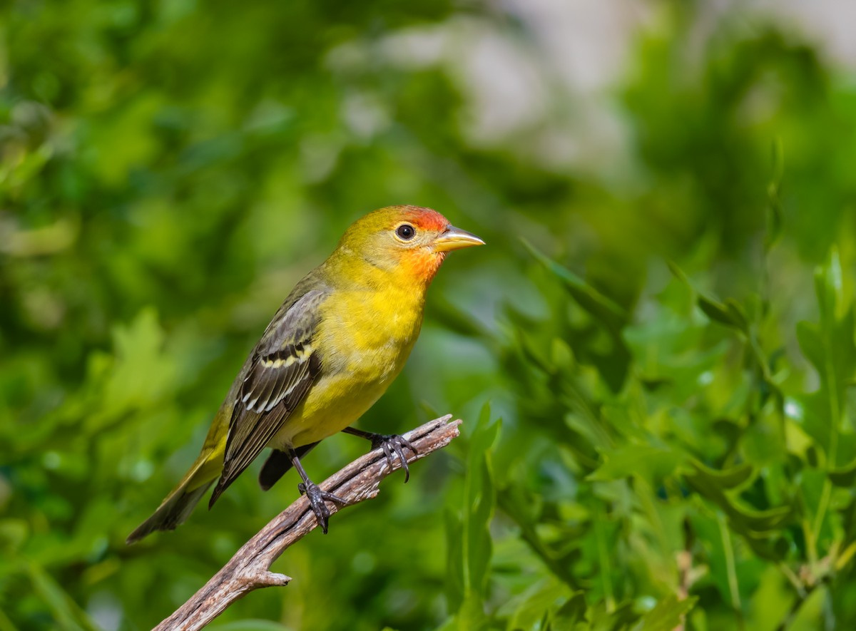 Western Tanager - ML619791512