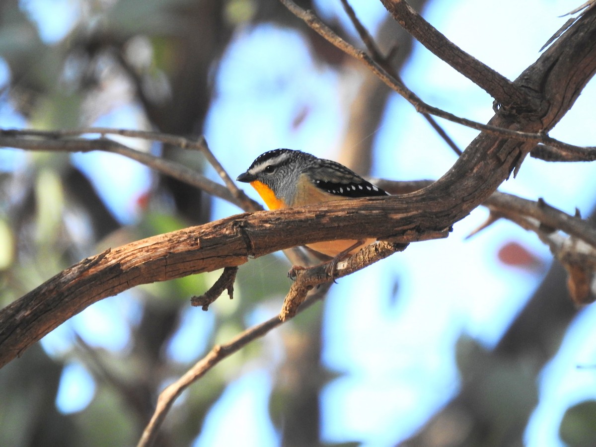 Spotted Pardalote - ML619791521