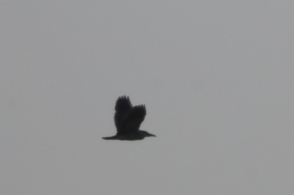 Black-crowned Night Heron - ML619791549