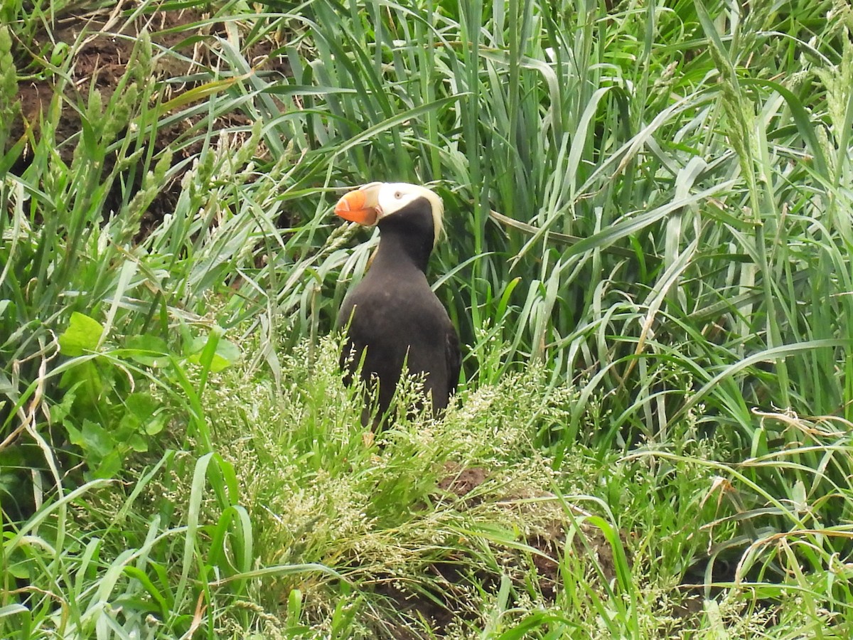 Tufted Puffin - ML619791569