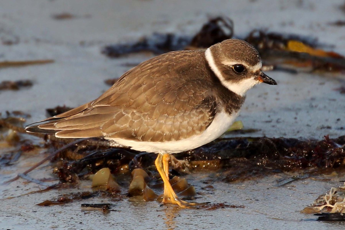 Semipalmated Plover - ML619791635