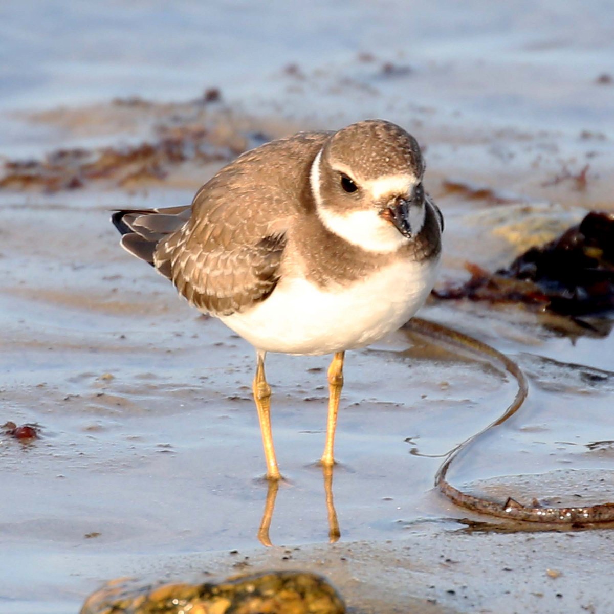 Semipalmated Plover - ML619791636