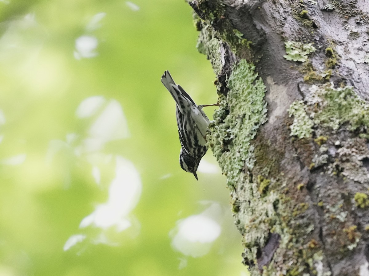 Black-and-white Warbler - ML619791639