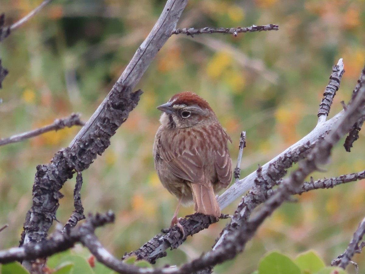 Rufous-crowned Sparrow - ML619791658