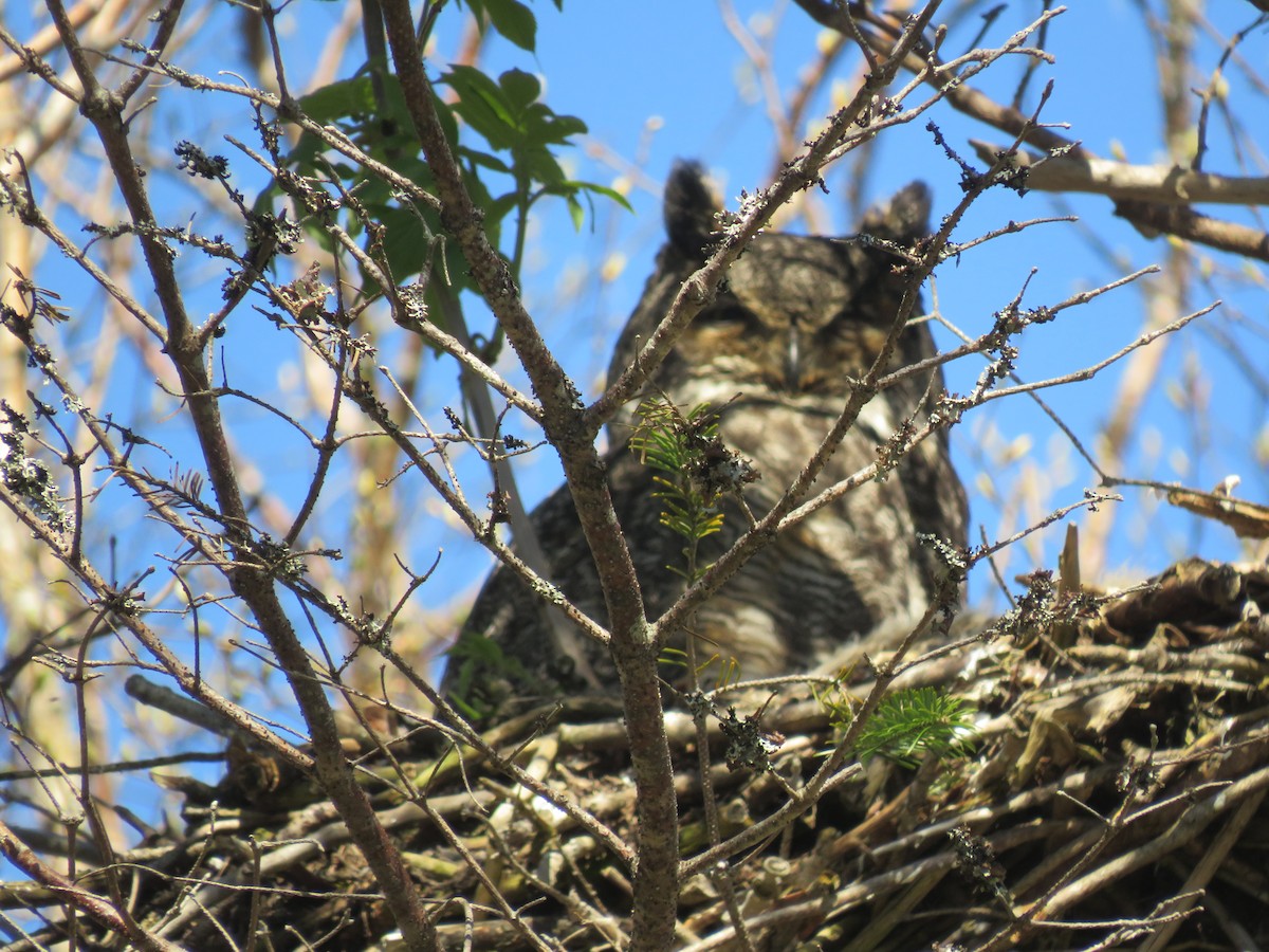 Great Horned Owl - ML619791663
