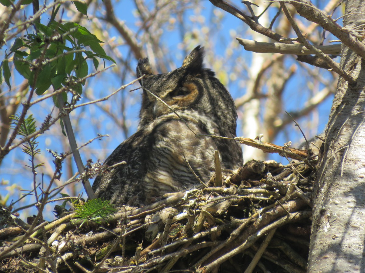 Great Horned Owl - ML619791664