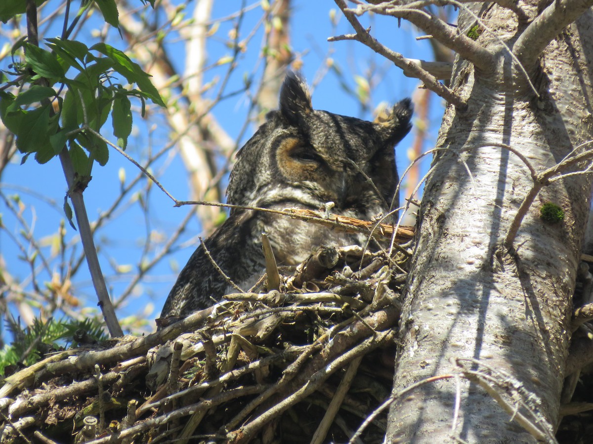 Great Horned Owl - ML619791665