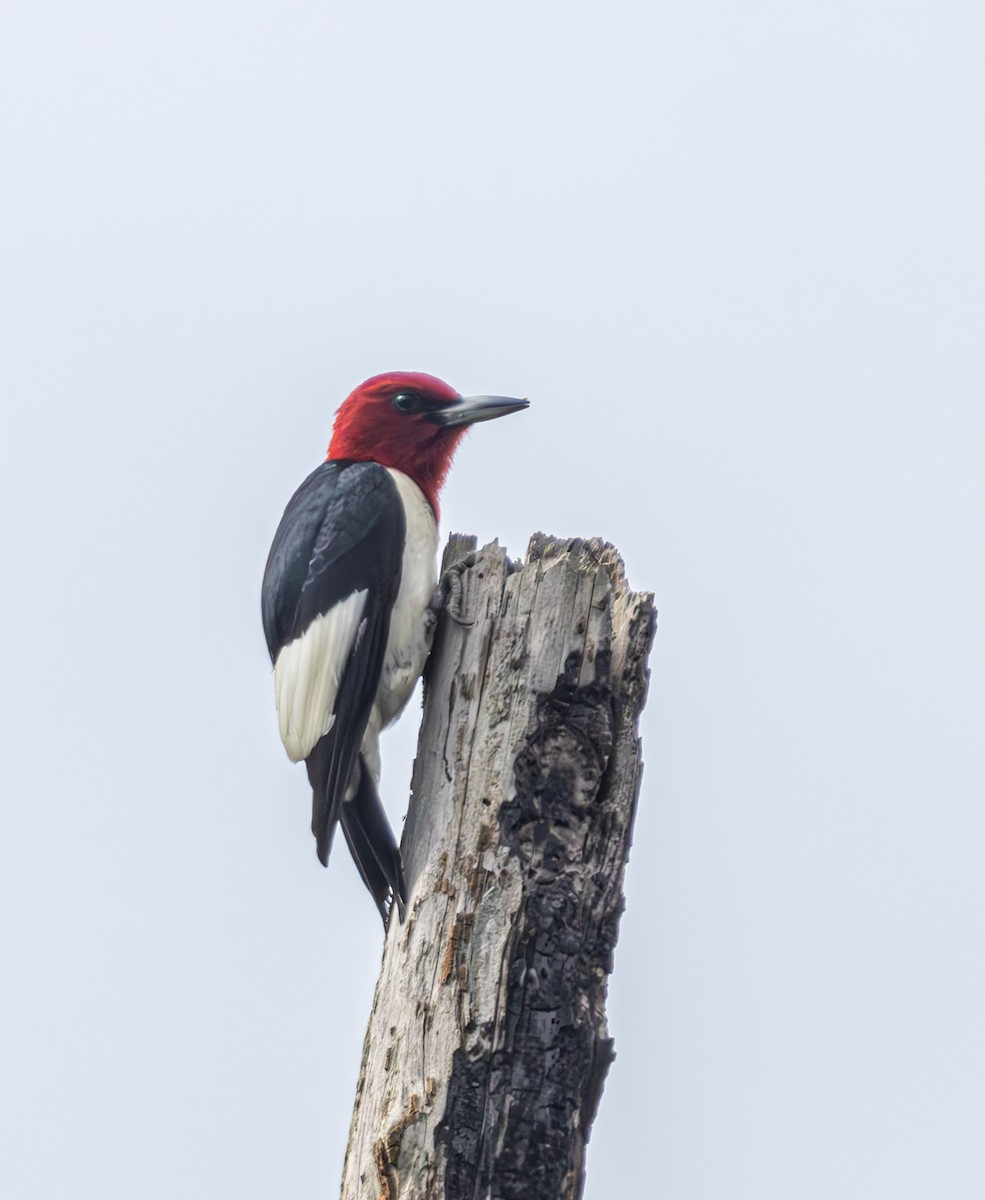 Red-headed Woodpecker - ML619791686