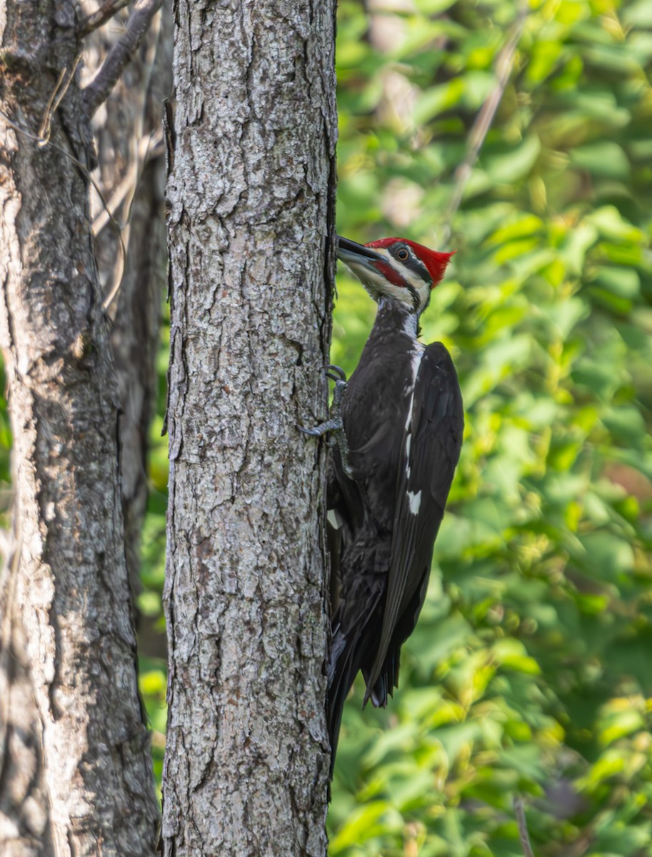 Pileated Woodpecker - ML619791697