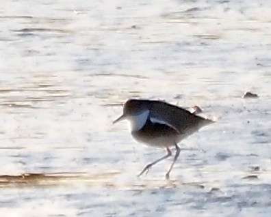 Red-kneed Dotterel - ML619791698