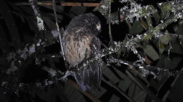 White-throated Screech-Owl - ML619791722