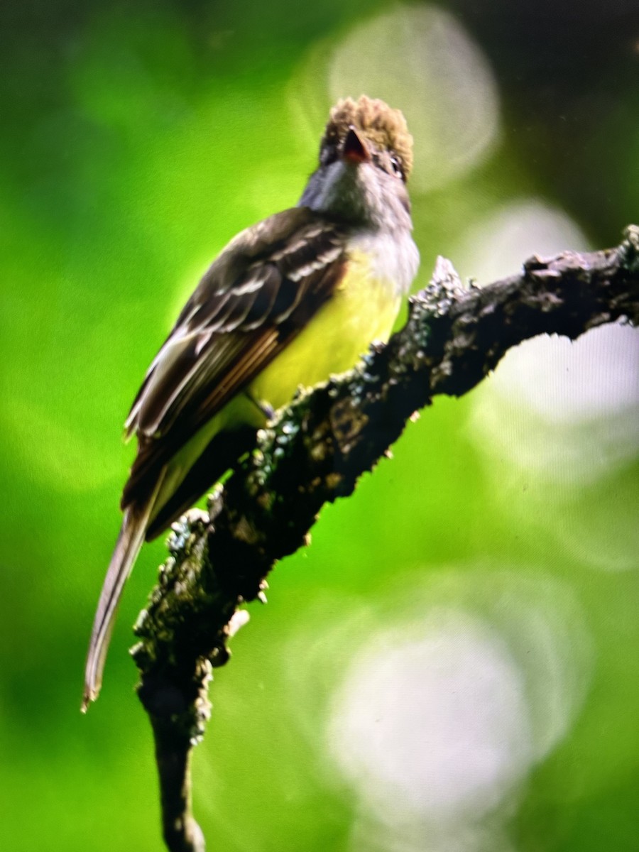 Great Crested Flycatcher - ML619791773