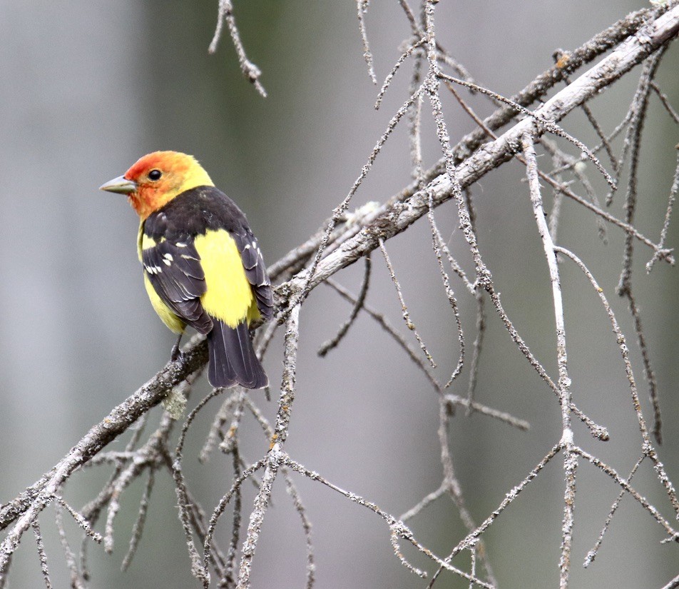 Western Tanager - ML619791821