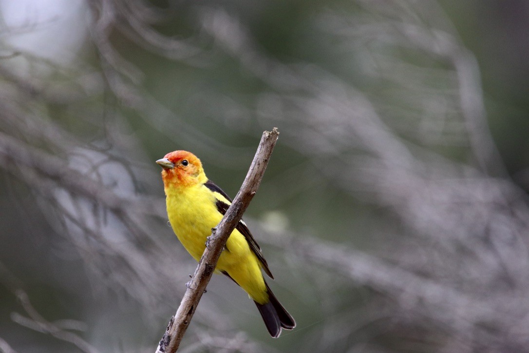 Western Tanager - ML619791823