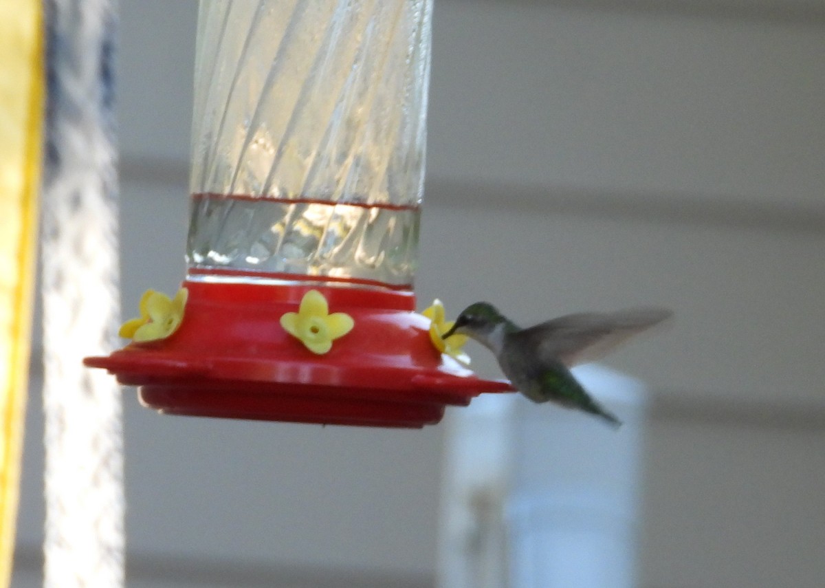 Ruby-throated Hummingbird - ML619791840
