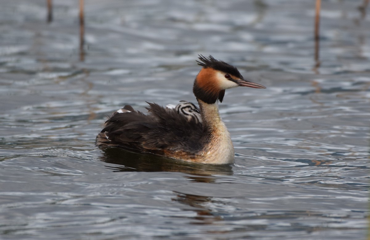 Great Crested Grebe - ML619791963