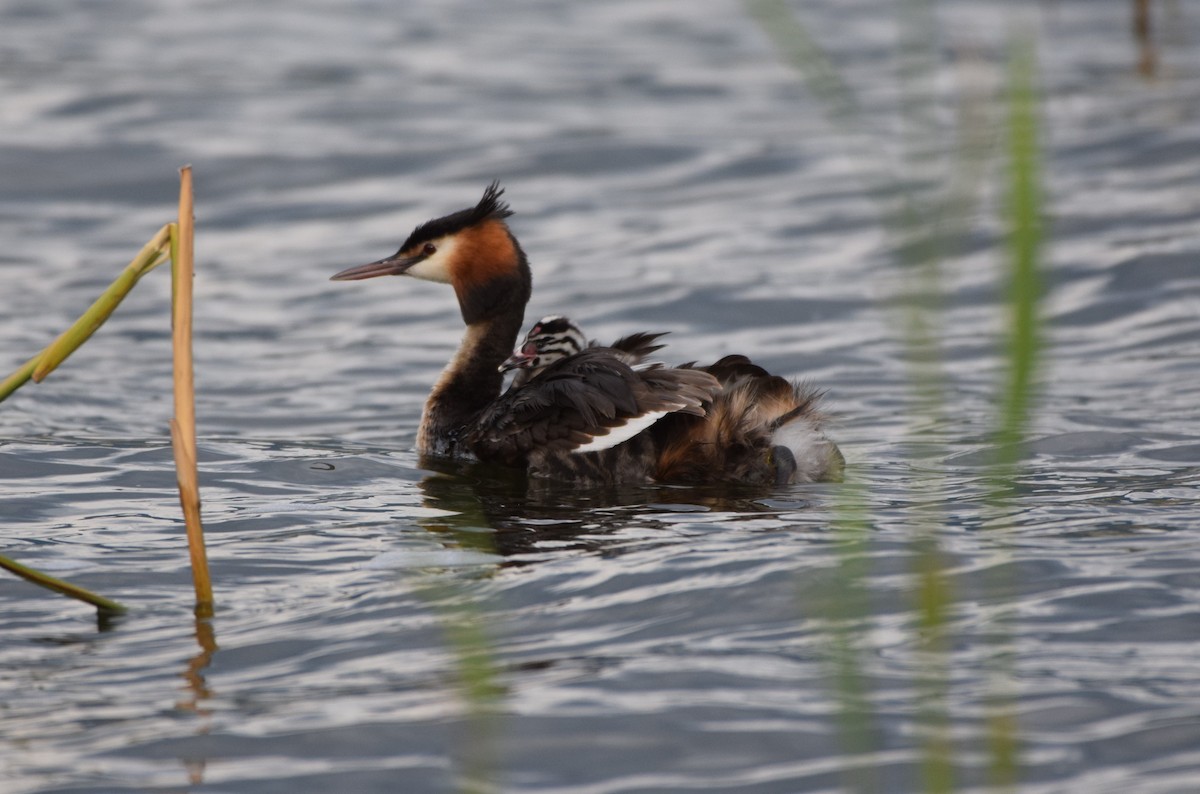 Great Crested Grebe - ML619791964
