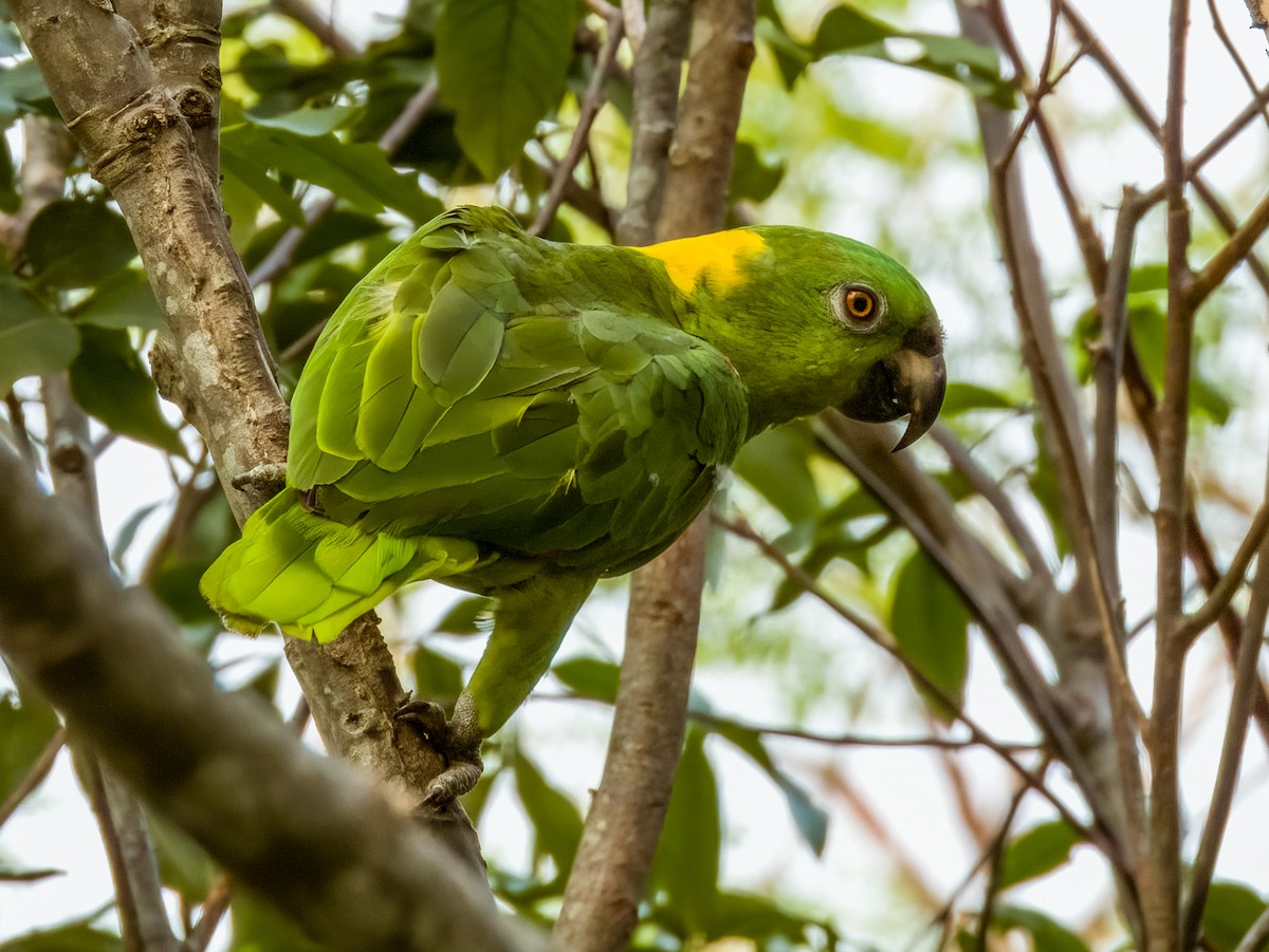 Yellow-naped Parrot - ML619791986