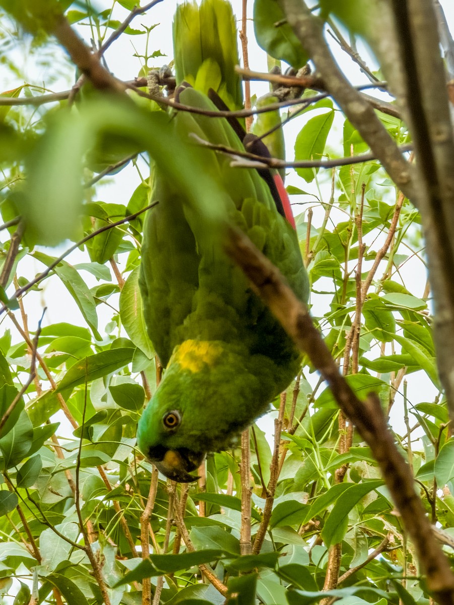 Yellow-naped Parrot - ML619791989