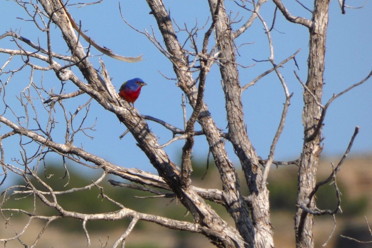 Painted Bunting - ML619791999